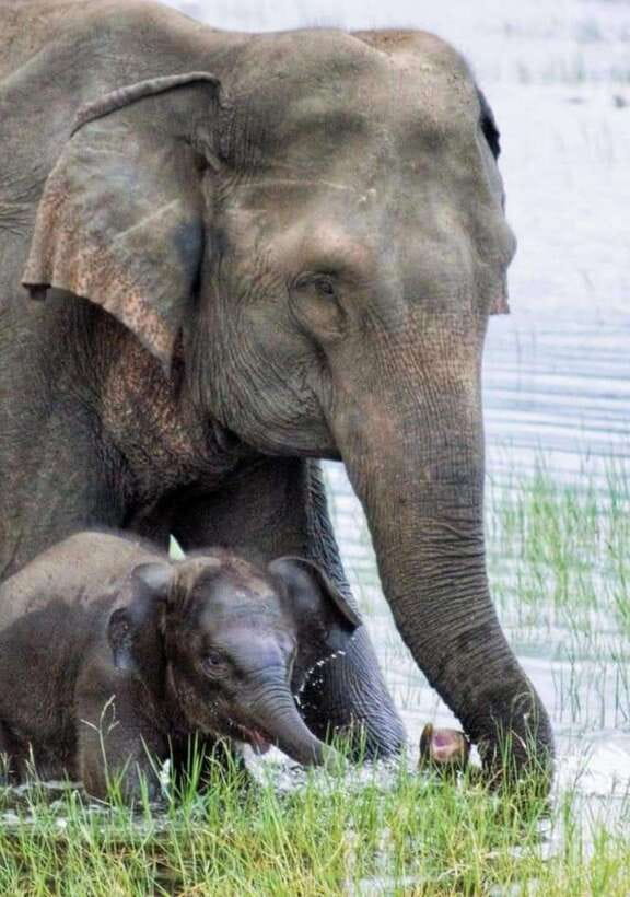 Minneriya National Park Wild Elephant Safari - Private - Why Minneriya is famous for elephants