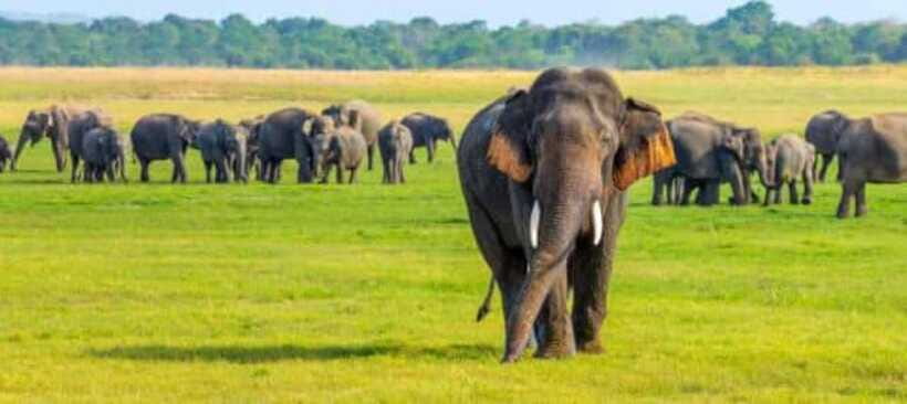 Minneriya National Park Wild Elephant Safari - Private - Price, park fees, and what you really pay