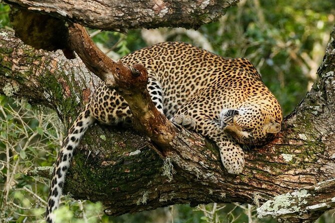 Minneriya National Park Wildlife & Elephant Safari from Sigiriya - Hurulu Eco Park for forest, water, and fewer crowds
