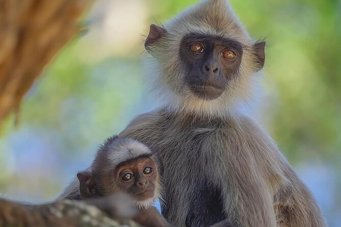 Minneriya National Park Wildlife & Elephant Safari from Sigiriya - Kaudulla’s open views and mixed wildlife