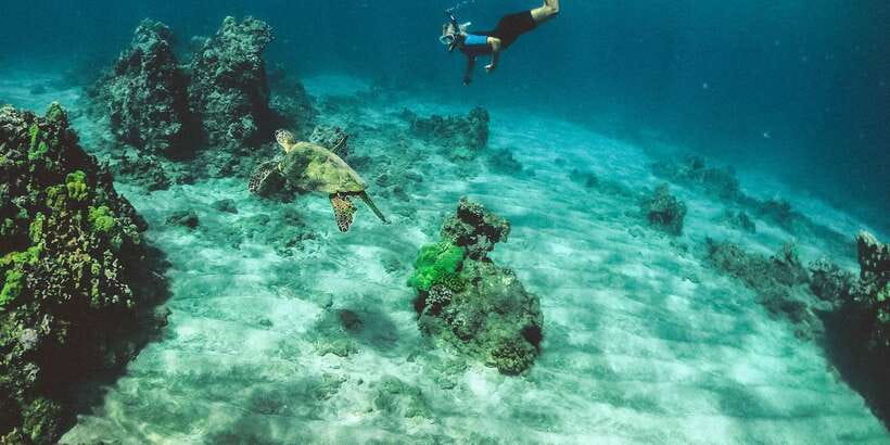 Mirissa: Snorkeling Experience with Turtles - What you may see below Mirissa