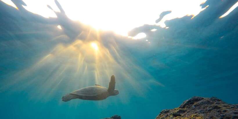 Mirissa: Snorkeling Experience with Turtles - Photos, videos, and the small extras