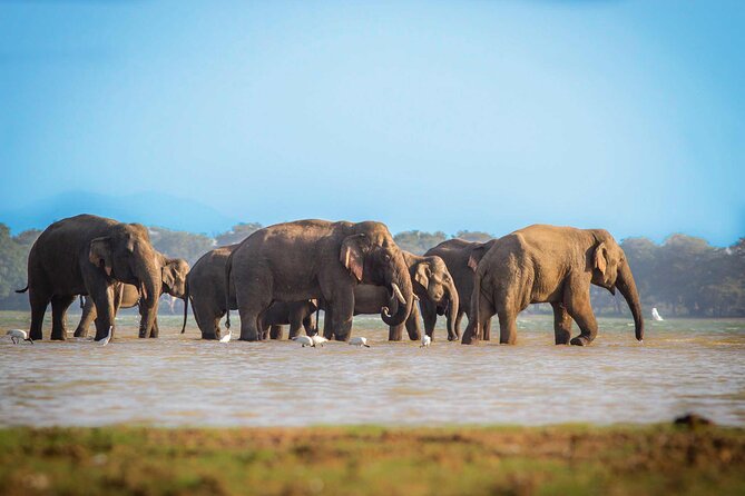 Mirissa to Ella Shuttle & Udawalawe Safari Drive with Breakfast - Four hours around Udawalawe Reservoir