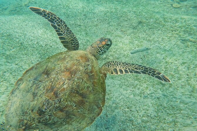Mirissa Unforgettable Snorkeling Experience with Turtles - The honest truth about visibility and crowds