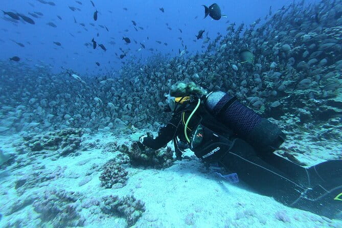 Mirissa Unforgettable Snorkeling Experience with Turtles - Who will enjoy this most