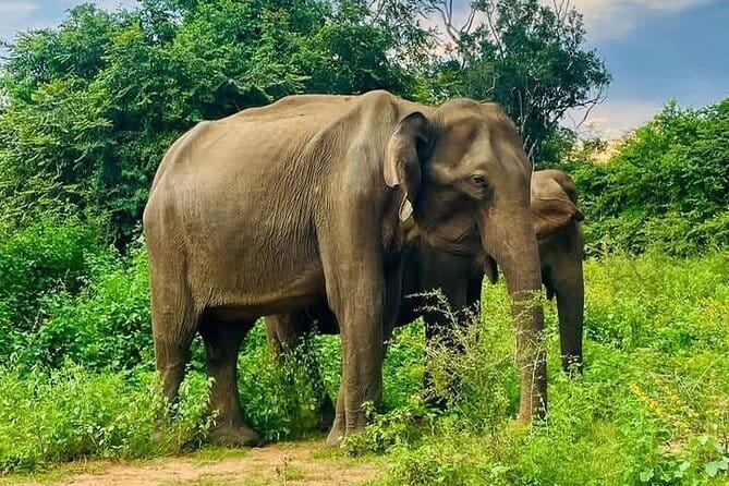 Mirissa, Weligama, Ahangama Transfer to Ella and Udawalawa Safari - Key points to know before booking