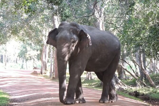 Mirissa, Weligama, Ahangama Transfer to Ella and Udawalawa Safari - Why this transfer makes sense on a Sri Lanka route
