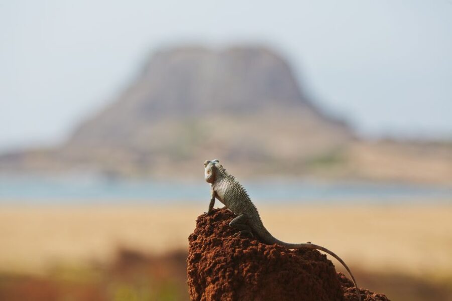 Mirissa/Weligama/Galle/Tangalle: Drop to Ella & Yala Safari - Who will get the best value from this experience