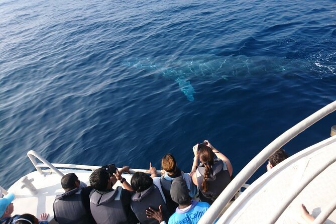 Mirissa Whale & Dolphin Watching Cruise with Geeth’s Crew - Leaving Mirissa Fisheries Harbour at 7:00 AM