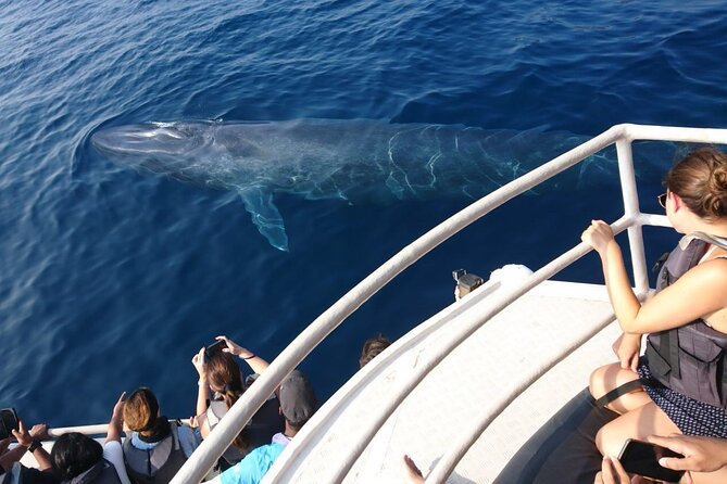 Mirissa Whale & Dolphin Watching Cruise with Geeth’s Crew - Dolphins offer the best chance of a sighting
