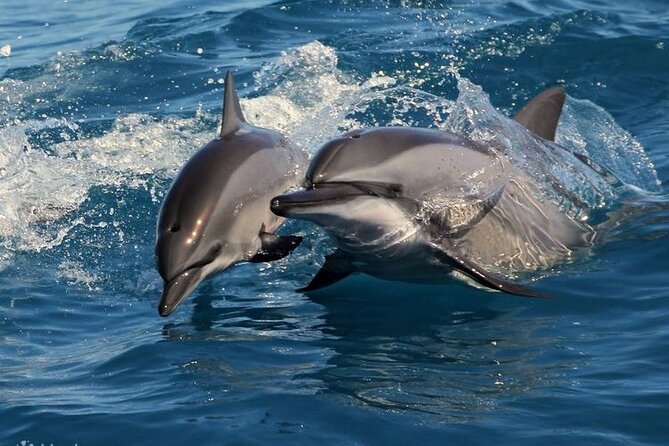 Mirissa Whale & Dolphin Watching Cruise with Geeth’s Crew - Breakfast served while you are at sea