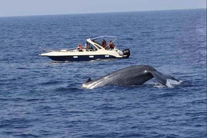 Mirissa Whale & Dolphin Watching Cruise with Geeth’s Crew - What the $29.45 price really covers