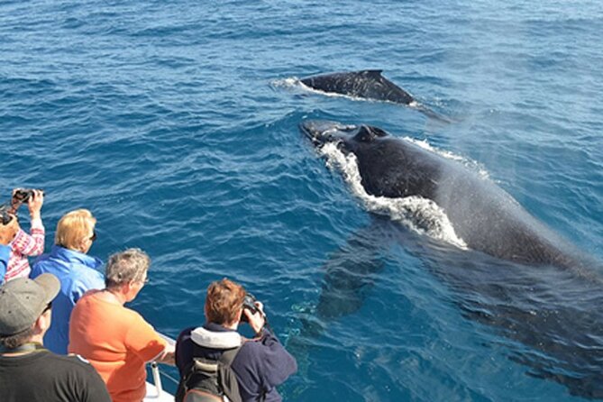 Mirissa Whale & Dolphin Watching Cruise with Geeth’s Crew - Pickup, meeting point, and the return to shore