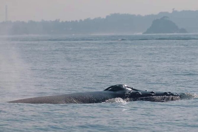 Mirissa Whale & Dolphin Watching Cruise with Geeth’s Crew - Who will enjoy this Mirissa cruise most