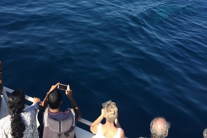 Mirissa Whale & Dolphin Watching Cruise with Geeth’s Crew - Three to four hours looking for large whales