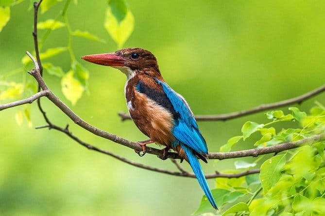 Muthurajawela Bird Watching Tour From Colombo & Negombo - Key points to know before you book