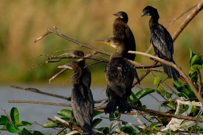 Muthurajawela Bird Watching Tour From Colombo & Negombo - Why Muthurajawela makes a good Colombo side trip