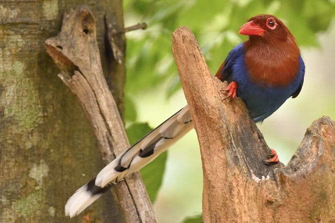 Muthurajawela Bird Watching Tour From Colombo & Negombo - Sunrise versus a later departure