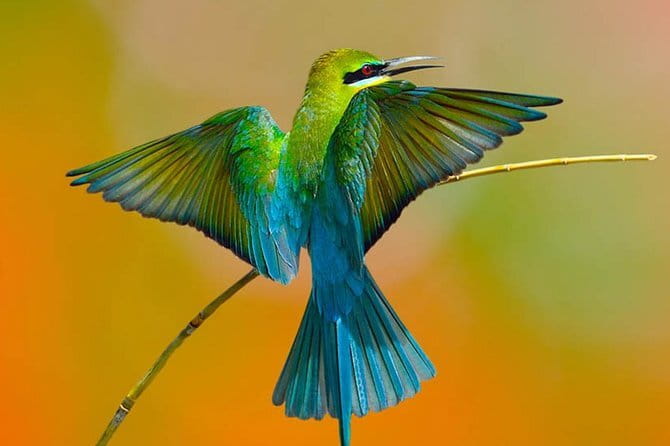 Muthurajawela Bird Watching Tour From Colombo & Negombo - On the water through mangroves and peat marsh