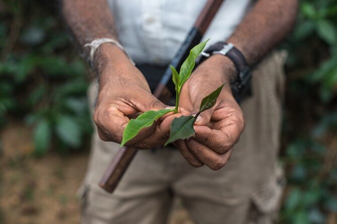 Nandana Tea Walking Tour in Sri Lanka - Why Nandana is more than a factory stop