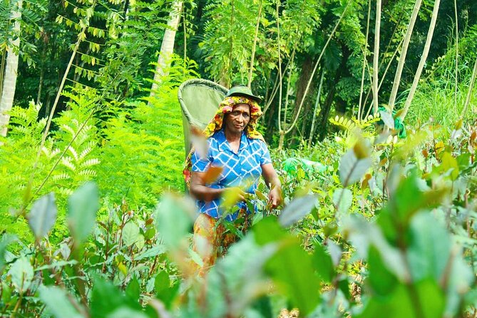 Nandana Tea Walking Tour in Sri Lanka - The human side of a small family business