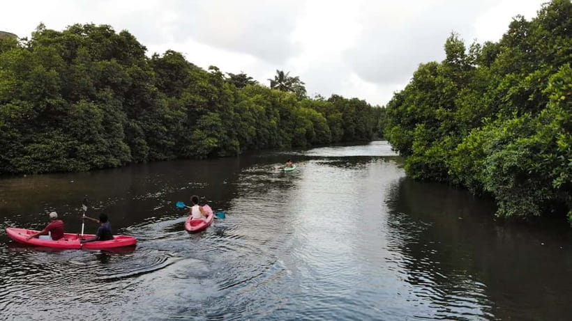 Negombo: Guided Kayaking Tour in the Lagoon - Mangroves, birds, monkeys, and a possible monitor lizard