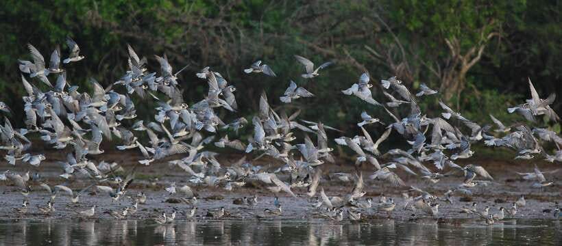 Negombo: Hamilton Canal to Colombo by Boat via Muthurajawela - What the Private Boat and Guide Add