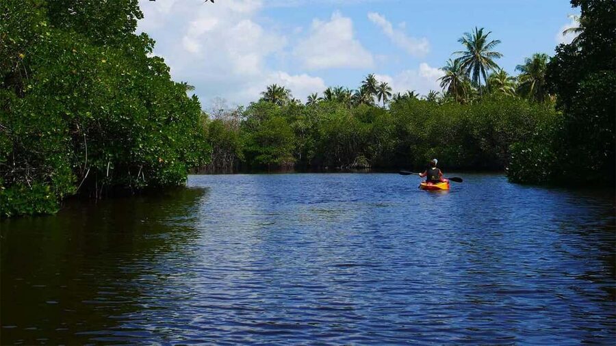 Negombo: Kayaking in the Lagoon - Following the mangrove waterways