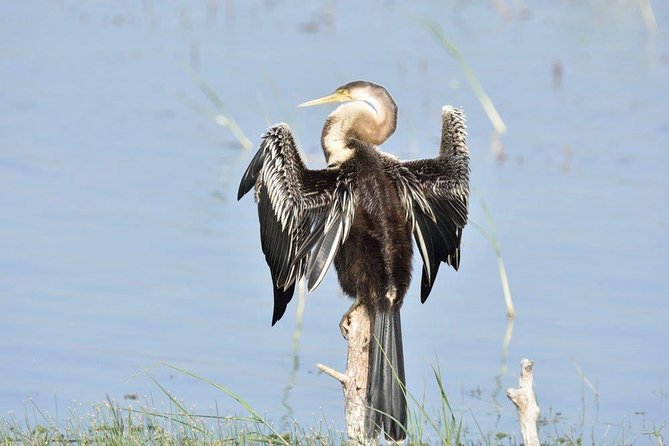 Negombo Lagoon Boat Safari From Negombo - What the two-hour lagoon cruise is really like