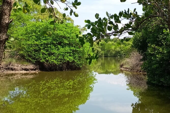 Negombo Lagoon Boat Safari Hotel Pickup(Monkey,Mangrove) - The monkey-feeding stop and sandbank refreshments