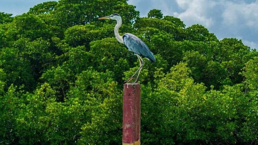 Negombo Private Tour: Market, Temples & Canal - A short ride beside the Dutch Canal