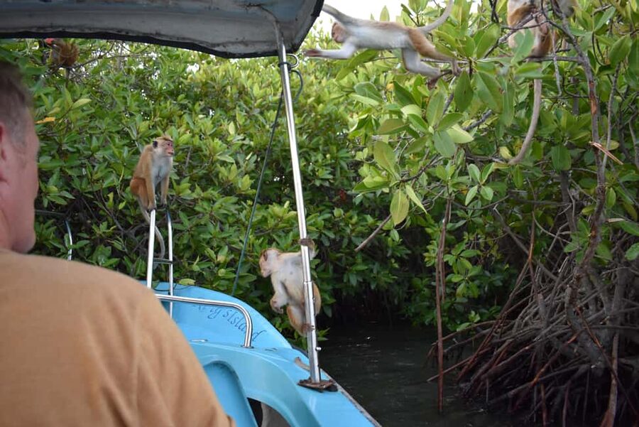 Negombo: Sunset lagoon boat tour with hotel transfers - Walking in the shallow lagoon