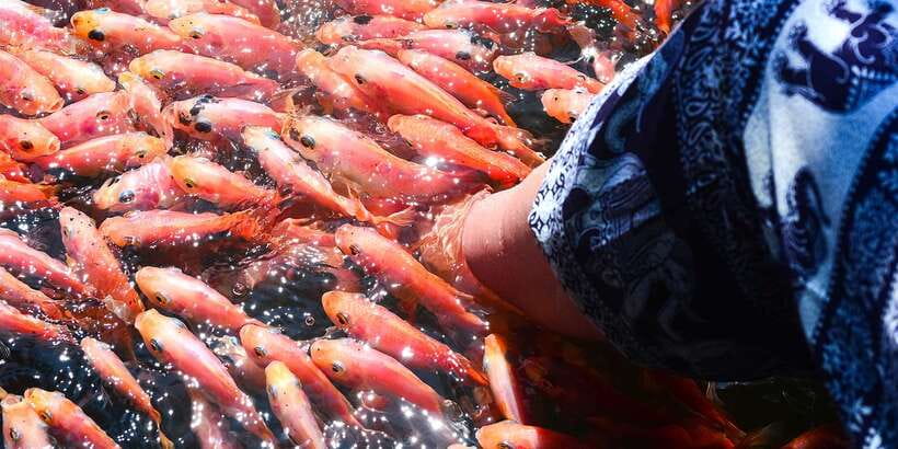 Negombo: Turtle hatchery, River safari, moon stone & Galle - Timing, Comfort, and Who Should Book