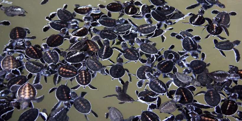 Negombo: Turtle hatchery, River safari, moon stone & Galle - Walking Through Galle Fort