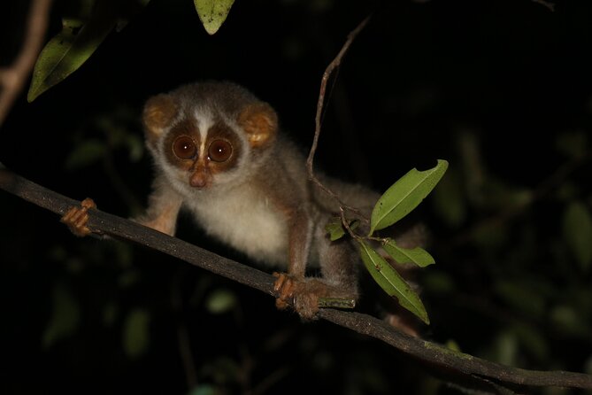Night Hike to see Elusive & Rare Loris in Sigiriya - Key points to know before you book