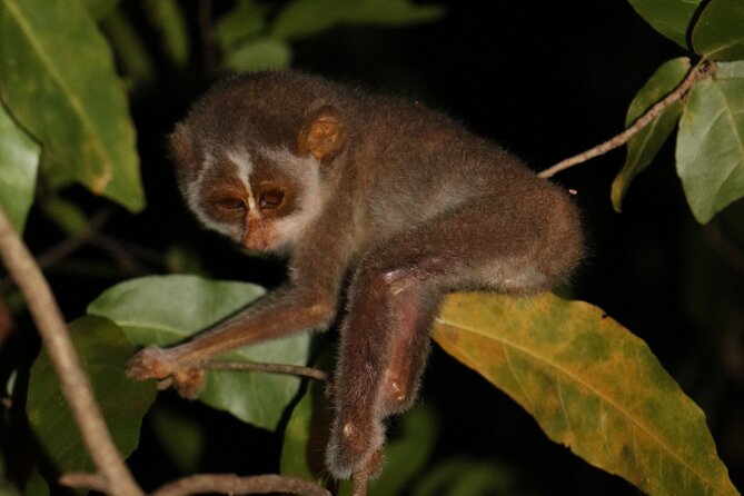 Night Hike to see Elusive & Rare Loris in Sigiriya - Starting at Rocko’s Vegetarian Cafe in Pidurangala