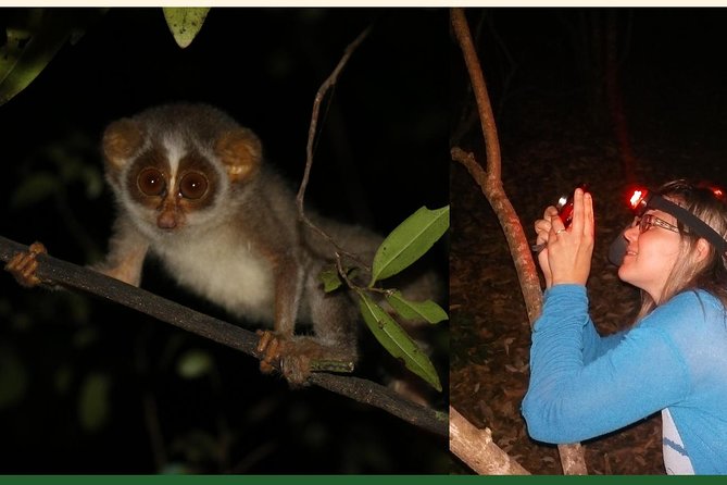 Night Hike to see Elusive & Rare Loris in Sigiriya - What the sightings are really like