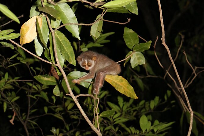 Night Hike to see Elusive & Rare Loris in Sigiriya - Adding dinner at the forest cafe