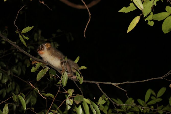 Night Hike to see Elusive & Rare Loris in Sigiriya - Is $29 good value for Sigiriya?