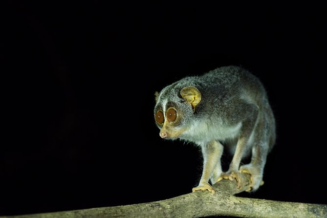 Night Hike to see Elusive & Rare Loris in Sigiriya - Who should book this evening walk?
