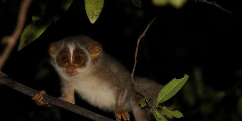 Night Hike to see Elusive & Rare Loris in Sigiriya - Price, group size, and overall value