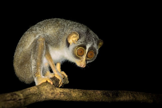 Night Hike to see Elusive & Rare Loris in Sigiriya - Starting at Rocko’s Vegetarian Cafe near Pidurangala