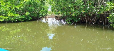 Lagoon Boat Safari with Mangrove Exploration
