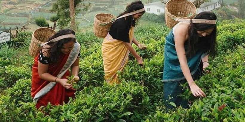Nuwara Eliya Day Tour from Kandy (Private Tour) - Who should book this day tour