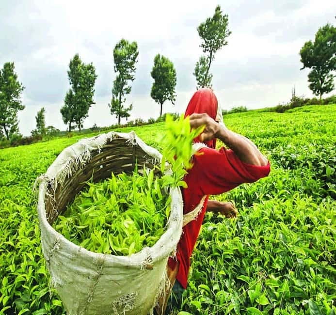 Nuwara Eliya Full day: 5Waterfalls, 2Tea Test & pick by TUK - Key points to know before booking