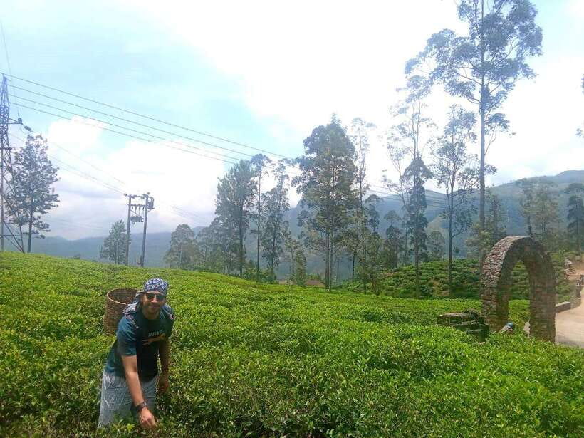 Nuwara Eliya Full day: 5Waterfalls, 2Tea Test & pick by TUK - Oak Ray Tea Factory and Museum