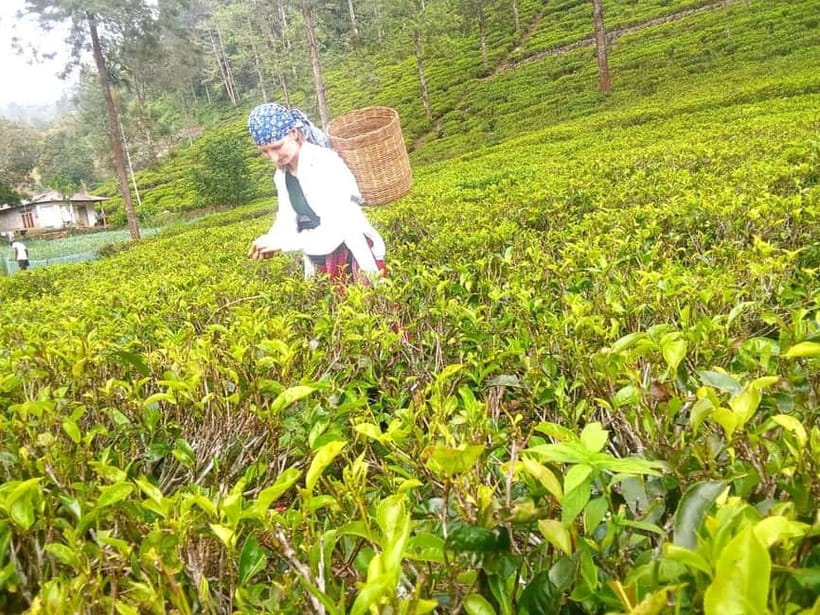 Nuwara Eliya Full day: 5Waterfalls, 2Tea Test & pick by TUK - Returning through Nuwara Eliya town