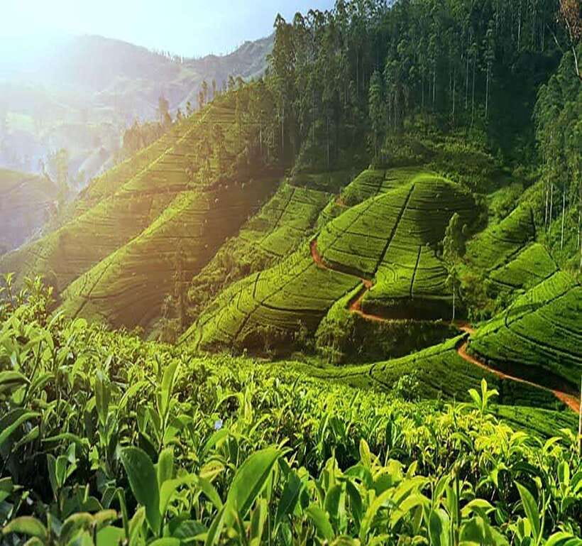 Nuwara Eliya: Tea Factory and Pickle Waterfalls Tuk Tuk Tour - Two tea factories, two different stops