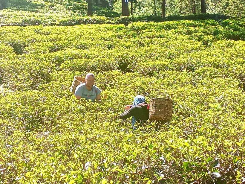 Nuwara Eliya: Tea Factory and Pickle Waterfalls Tuk Tuk Tour - What the guide adds