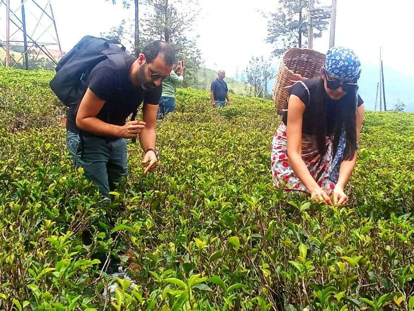Nuwara Eliya: Tea Factory and Pickle Waterfalls Tuk Tuk Tour - Is $33 a good price?
